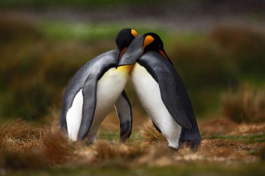 Kral penguenler Çift