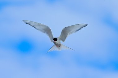 Arctic Tern in flight clipart