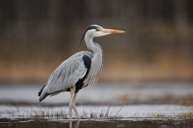 Grey Heron in water clipart