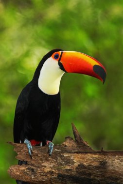 Big bird with orange beak clipart