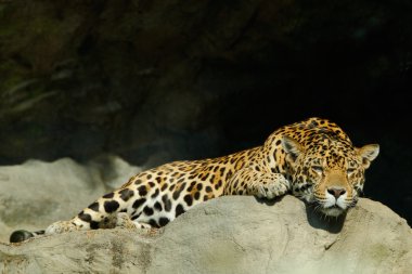 Büyük Sri Lanka parsı