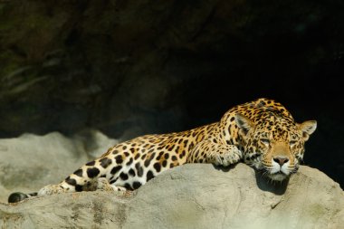 Big Sri Lankan leopard clipart