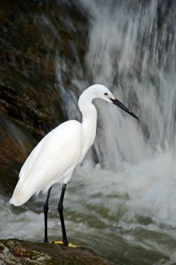 Şelale yakınındaki beyaz herron