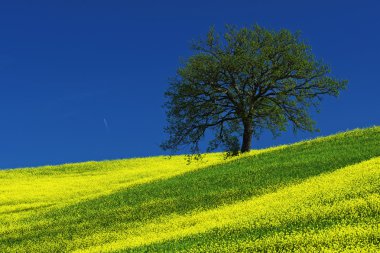 Sarı çiçek alan ağaçta