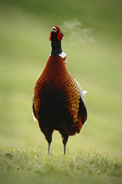 Çayır üzerinde ortak sülün