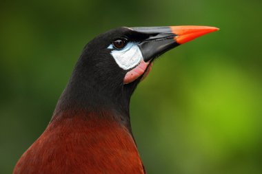 Montezuma kartalı portre