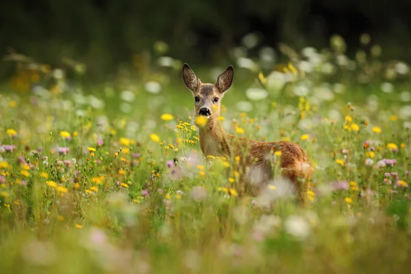 Rådjur tugga gröna blad — Stockfoto