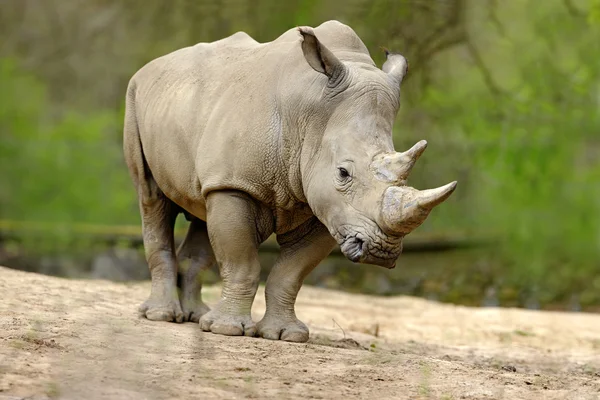 White rhinoceros with big horn — Stock Photo, Image