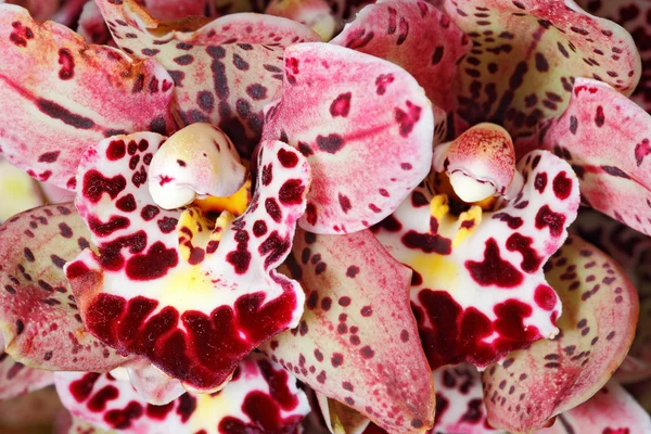 Mazzo del Orchid primo piano — Foto Stock