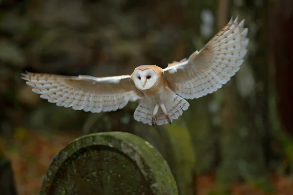 Hibou des clochers sur pierre tombale — Photo