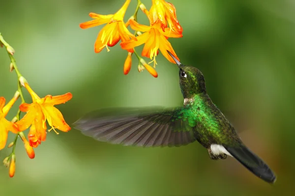 Green humingbird Tourmaline Sunangel — Stock Photo, Image