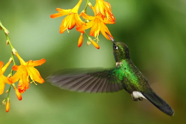 Colibrì verde Tormalina Sunangel — Foto Stock