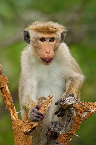 Toque makak med frukt i munnen — Stockfoto