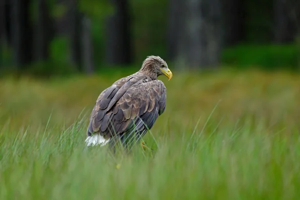 White-tailed Eagle  sitting in the grass — стокове фото