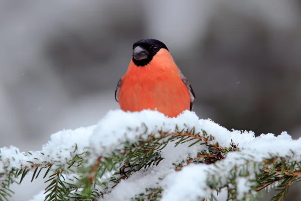 Kırmızı songbird şakrak kuşu — Stok fotoğraf