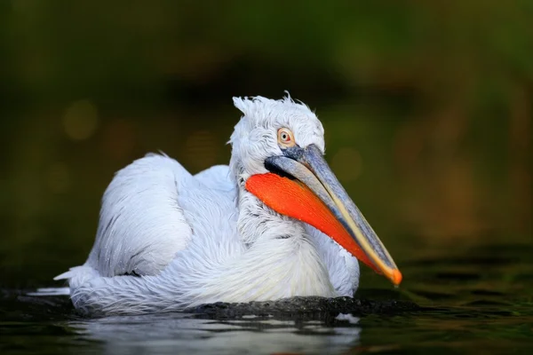 Pelicano branco na água escura — Fotografia de Stock