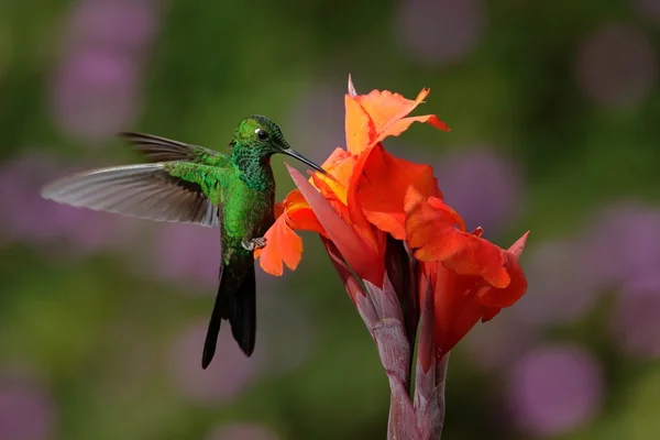 Гениальная колибри с зелёной короной — стоковое фото
