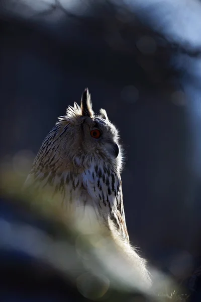 Ritratto dell'aquila siberiana orientale Ow — Foto Stock