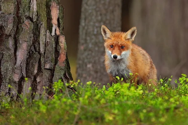 可爱的红狐狸 — 图库照片