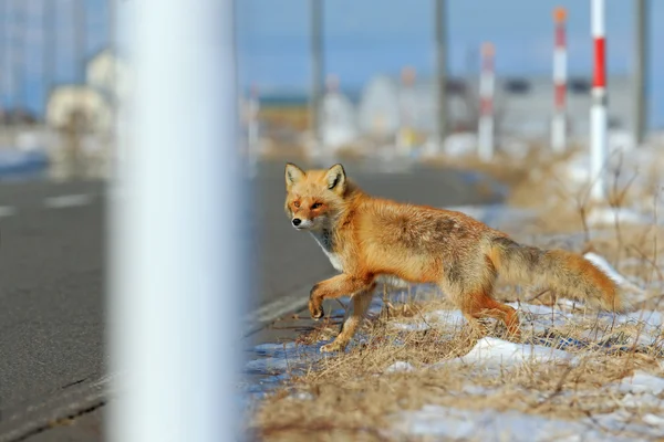 Red fox kruising de weg — Stockfoto