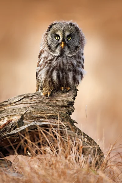 Grote grijze uil — Stockfoto