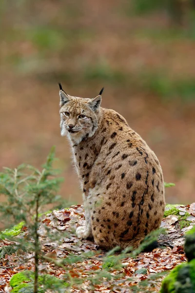 Linda gata Eurasian Lynx — Fotografia de Stock