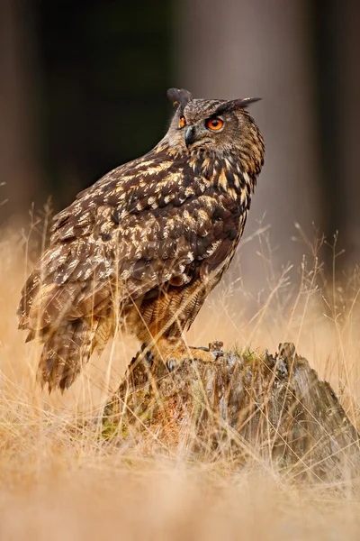 Wielki puchacz — Zdjęcie stockowe