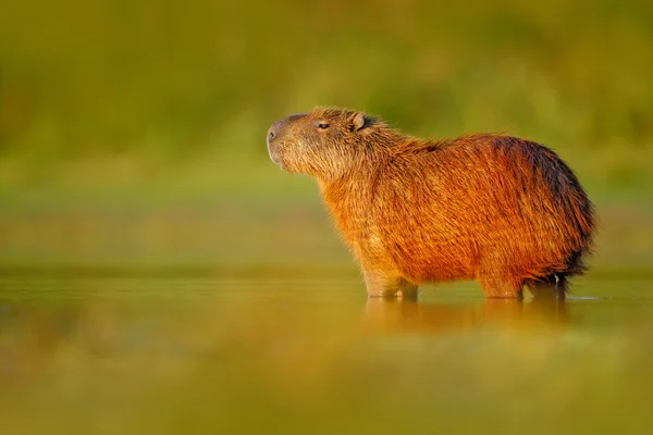 Wasserschwein im Wasser mit Abendlicht — Stockfoto