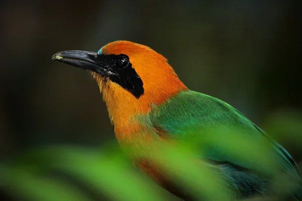 Motmot rufo colorido —  Fotos de Stock