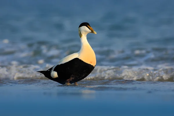 Eider güzel deniz kuşu — Stok fotoğraf