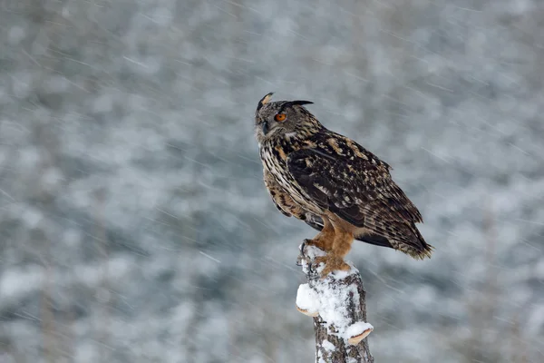 Grande Chouette aigle eurasienne — Photo