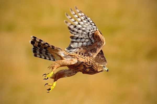 Vliegende roofvogels havik — Stockfoto