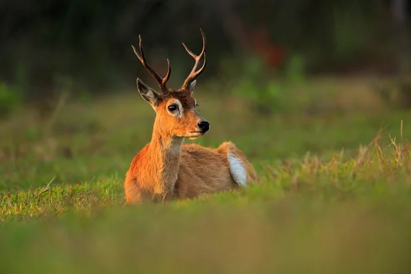 Pampas Deer seduto nell'erba verde — Foto Stock