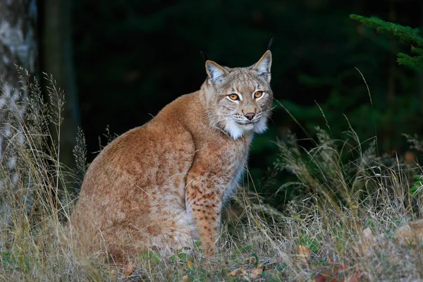 Lince euroasiático en el bosque —  Fotos de Stock