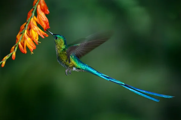 Colibrí de cola larga Sylph — Foto de Stock