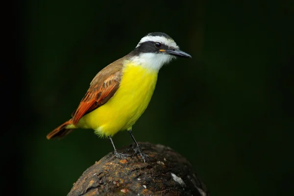 Gran Kiskadee en hábitat natural — Foto de Stock