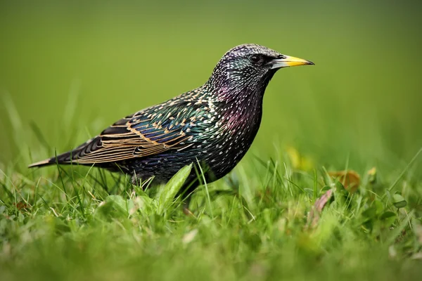 Europeu Starling, Sturnus vulgaris, em bela plumagem — Fotografia de Stock