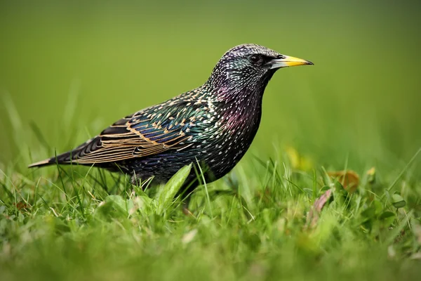 Europeiska Starling, Sturnus vulgaris, i vacker fjäderdräkt — Stockfoto