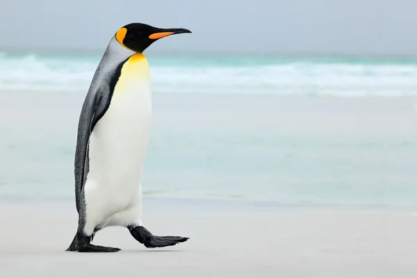 Grande re pinguino — Foto Stock