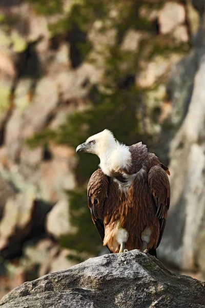 Buitre leonado gran ave de presa — Foto de Stock