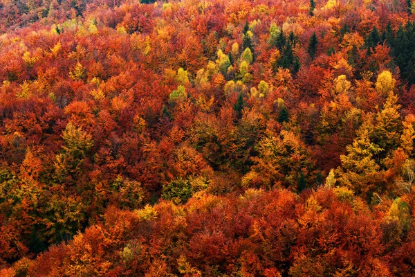 Höstens färgglada skog — Stockfoto