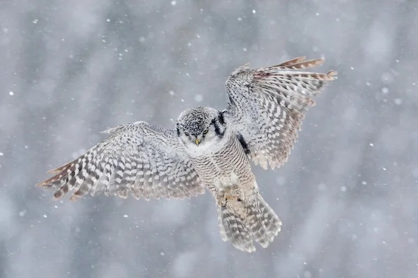 Flying Hawk Owl — Stock Photo, Image