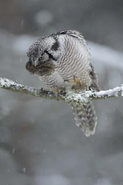 Hawk-Owl met vangst — Stockfoto