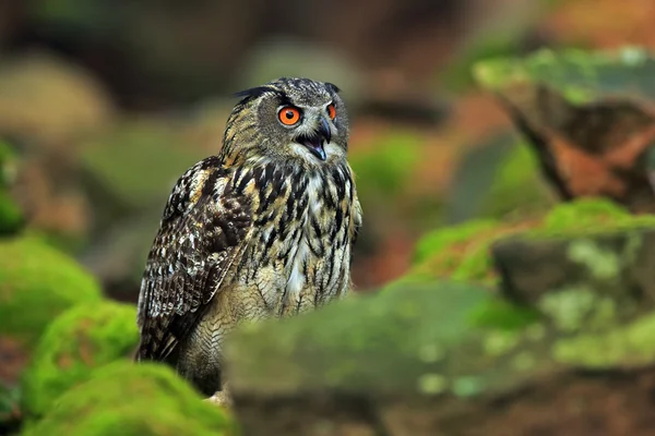 Big Eurasian Eagle Owl — Stock Photo, Image