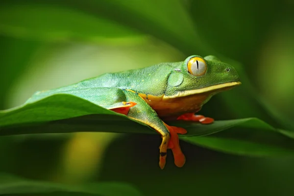 Yaprak altın gözlü kurbağa — Stok fotoğraf