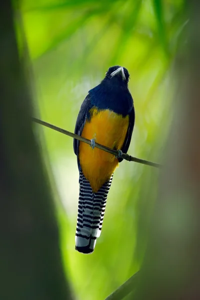 Guianan Trogon sitting on thin branch — Stock Photo, Image