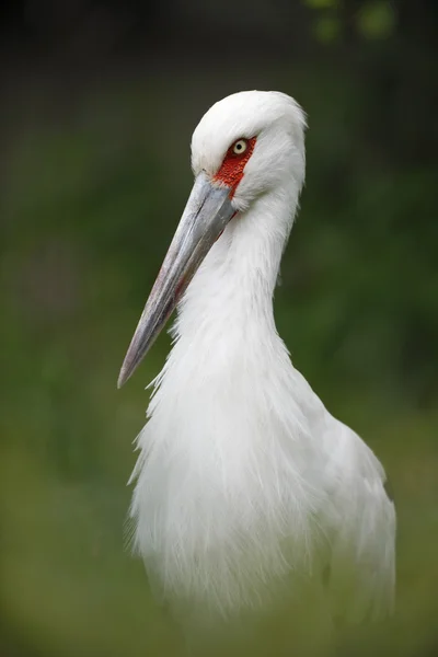 Portrait de la cigogne de Maguari — Photo