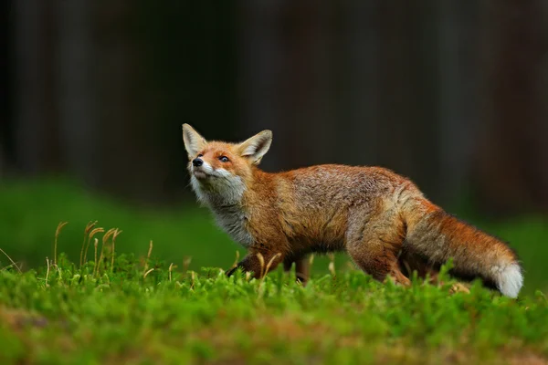 Correndo Red Fox — Fotografia de Stock