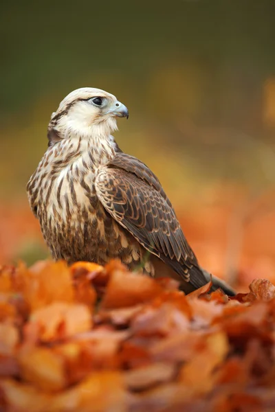 Lanner Falcon в осеннем лесу — стоковое фото