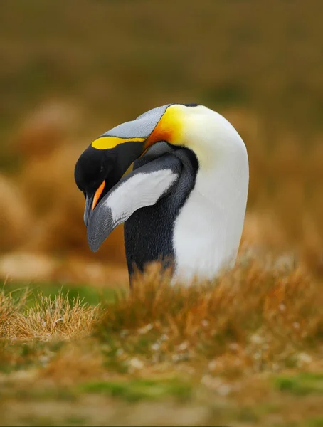 Königspinguin sitzt im Gras — Stockfoto